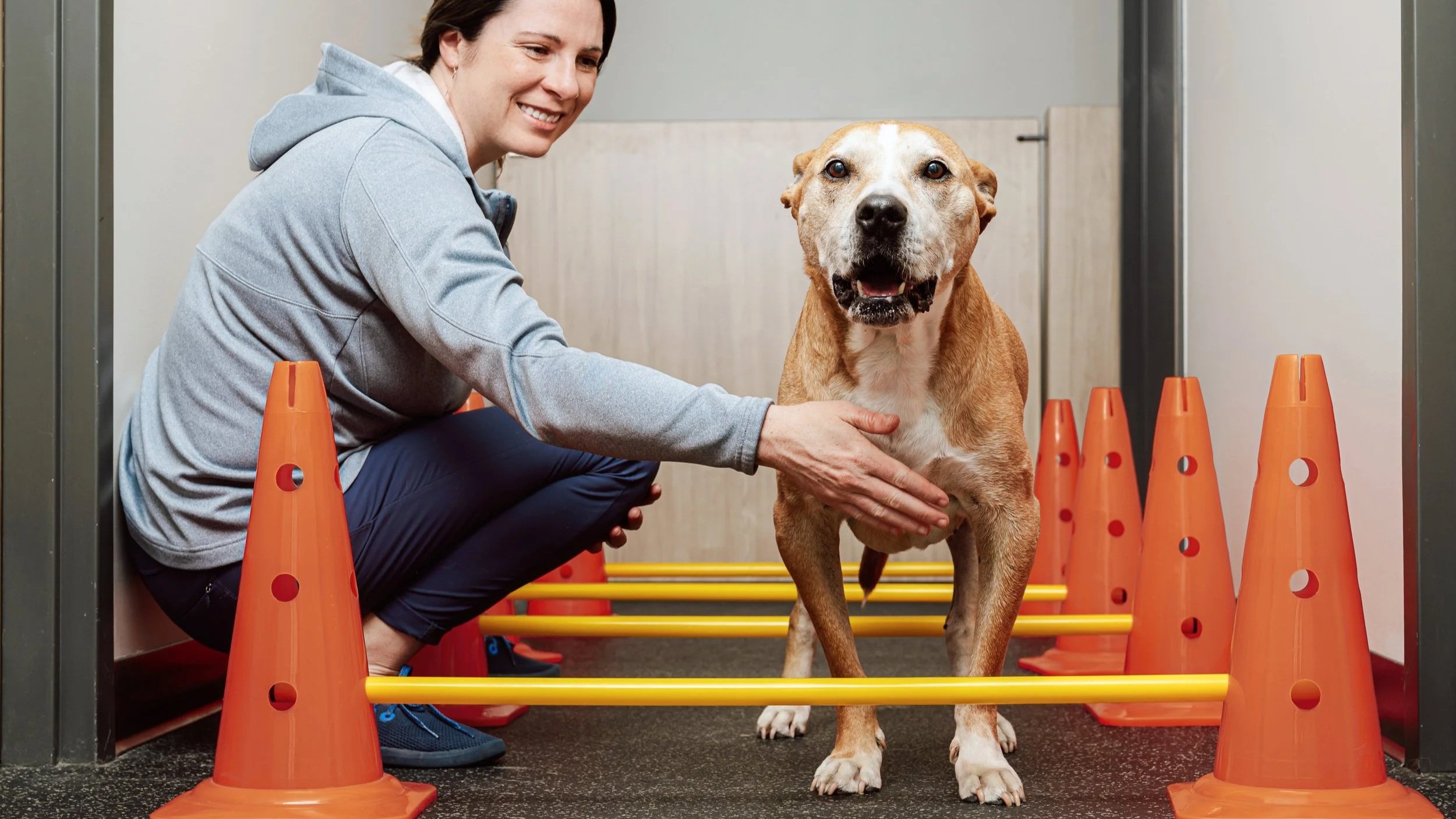 Canine Rehabilitation Underwater Treadmill — Two Rivers Veterinary